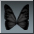 Ailes Obsidienne